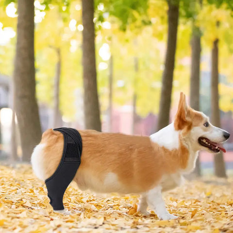 Pet Knee Pads For Joint Injury Recovery Legs Protector Dog Thigh Brace Wrap Adjustable Support Belt Post-operative Fixation null