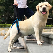 Pet Leg Strap Walking Support Dog Leg Support null