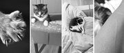 Corrugated cat scratch board null