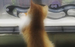 Windowsill Pets Toy Cat Track Ball Pet Products null