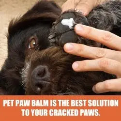 Pet Foot Care Cream null