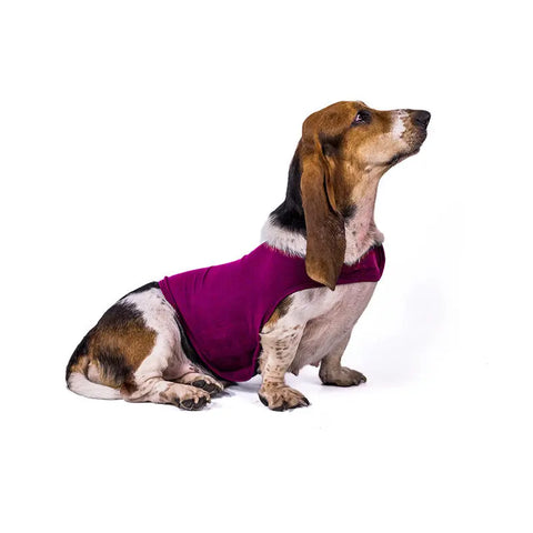 Pet dog anxiety comfort clothing null