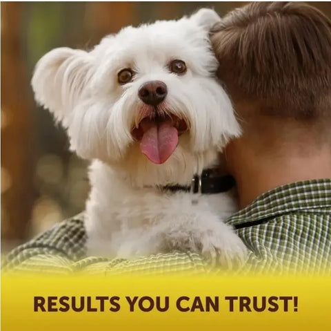 Scoot Stopper Soft Chews Fiber For Dogs Dog Anal Gland And Digestion Support Anal Gland Chews With Pumpkin And Psyllium Husk 180 Chewables For Dog Digestive Health null